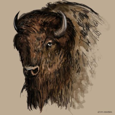 Bison